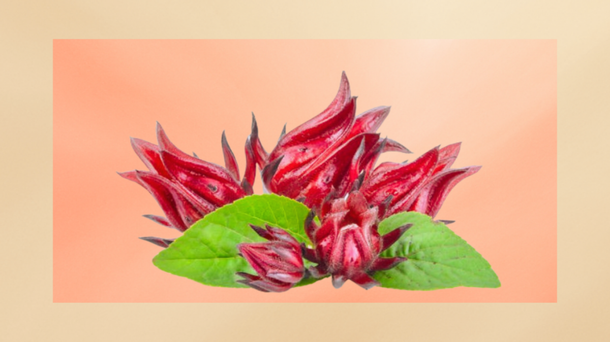 L'hibiscus Sabdarifa, une fleur aux mille saveurs